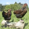 Wyandotte Hen Large Gold Laced