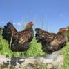 Wyandotte Hen Large Gold Laced