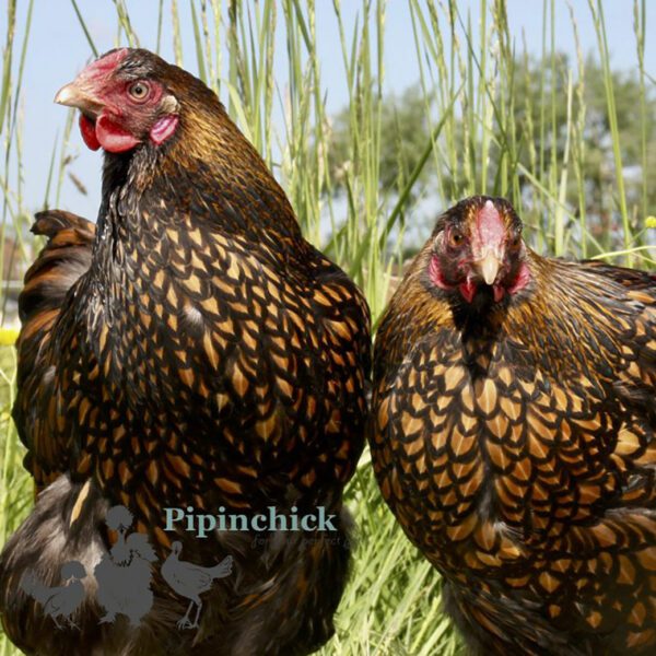 Wyandotte Hen Large Gold Laced