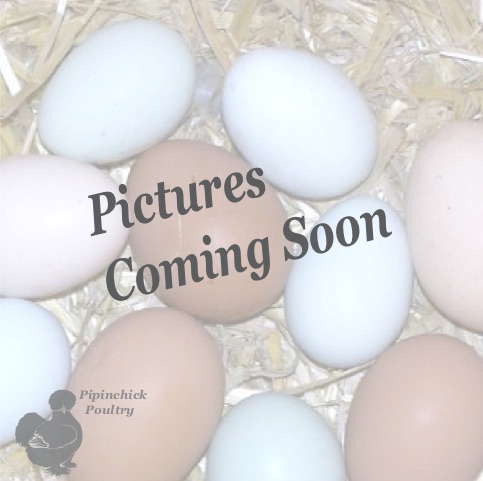 Hybrid Cuckoo Bronze Egger Chicken