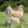 Brahma Chicken Columbian Blue Buff