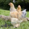 Brahma Chicken Columbian Blue Buff