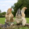 Brahma Chicken Columbian Blue Buff
