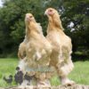 Brahma Chicken Columbian Blue Buff