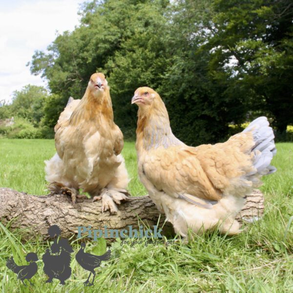 Brahma Chicken Columbian Blue Buff