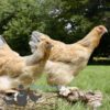 Brahma Chicken Columbian Blue Buff