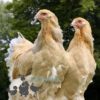 Brahma Chicken Columbian Blue Buff