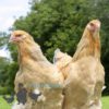 Brahma Chicken Columbian Blue Buff
