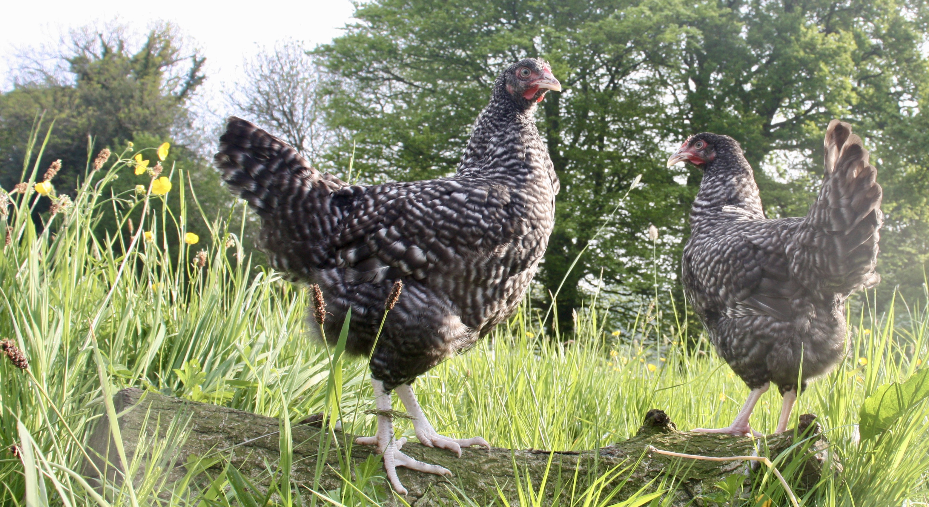 pipinchick image