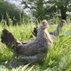 Legbar Chicken Cream