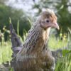 Legbar Chicken Cream