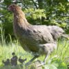 Emerald Olive Hybrid Hens
