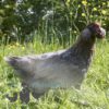 Emerald Olive Hybrid Hens