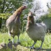 Emerald Olive Hybrid Hens