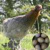 Emerald Olive Hybrid Hens