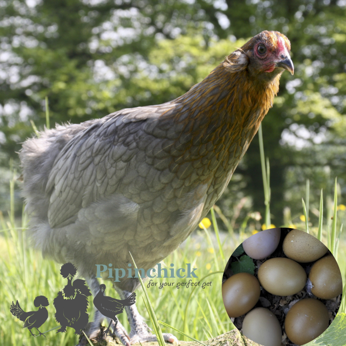 Emerald Olive Hybrid Hens