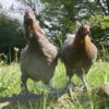 Emerald Olive Hybrid Hens
