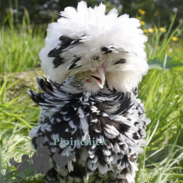 Bantam Polish Frizzle Chicken Black Splash