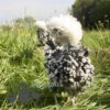 Bantam Polish Frizzle Chicken Black Splash