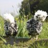 Bantam Polish Frizzle Chicken Black Splash