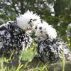 Bantam Polish Frizzle Chicken Black Splash