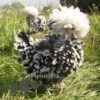 Bantam Polish Frizzle Chicken Black Splash