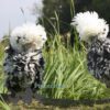 Bantam Polish Frizzle Chicken Black Splash