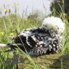 Bantam Polish Frizzle Chicken Black Splash