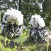 Bantam Polish Frizzle Chicken Black Splash