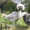 Bantam Polish Frizzle Chicken Blue