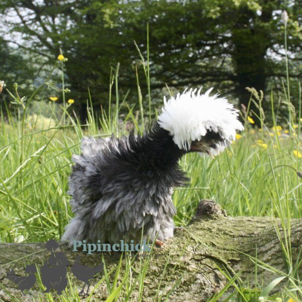 Bantam Polish Frizzle Chicken Blue