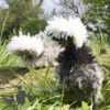 Bantam Polish Frizzle Chicken Blue