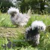Bantam Polish Frizzle Chicken Blue