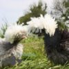 Bantam Polish Frizzle Chicken Blue