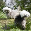 Bantam Polish Frizzle Chicken Blue
