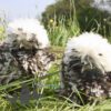 Bantam Polish Frizzle Chicken Chocolate Splash