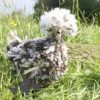 Bantam Polish Frizzle Chicken Chocolate Splash
