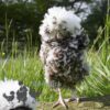 Bantam Polish Frizzle Chicken Chocolate Splash