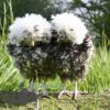 Bantam Polish Frizzle Chicken Chocolate Splash