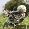 Bantam Polish Frizzle Chicken Chocolate Splash