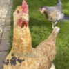 Not So Flighty FLock