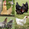 Not So Flighty FLock