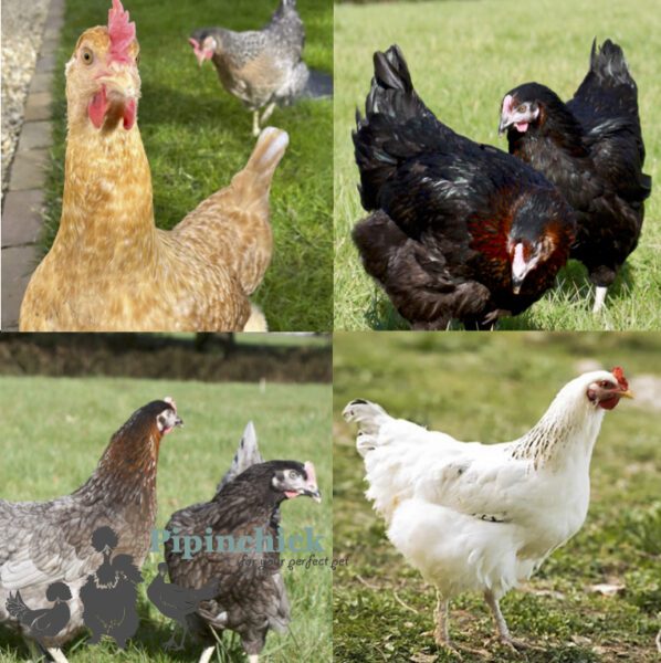 Not So Flighty FLock