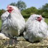 Pekin Bantam Chicken Lavender Splash