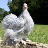 Pekin Bantam Chicken Lavender Splash