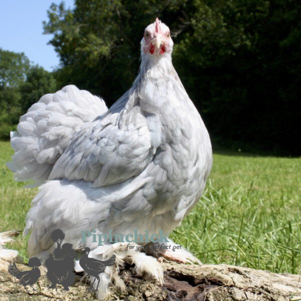 Pekin Bantam Chicken Lavender Splash
