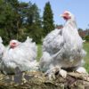 Pekin Bantam Chicken Lavender Splash