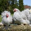 Pekin Bantam Chicken Lavender Splash