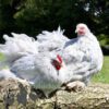 Pekin Bantam Chicken Lavender Splash