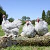 Pekin Bantam Chicken Lavender Splash